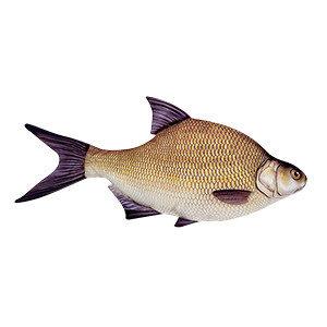 HALAS PÁRNA KESZEG 65CM