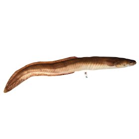 HALASPÁRNA ANGOLNA 115CM