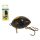 SALMO WOBBLER LIL BUG BG2F DBE