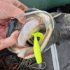 Twister Shad 11cm 3db/cs (Lemonade)