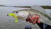 Impulse Shad 10cm 4db/cs (Bleak)