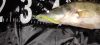 Zander Power Shad 8cm 5db/cs (Salt and Pepper)