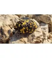 TOP MIX Dynamic Carp etető pellet, Ananász