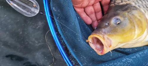 TOP MIX Aqua Wafters - Classic 8